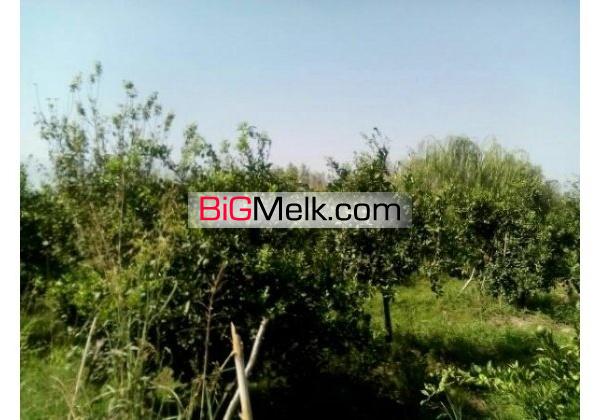 باغ مرکبات امل7000متری | آمل، امل
