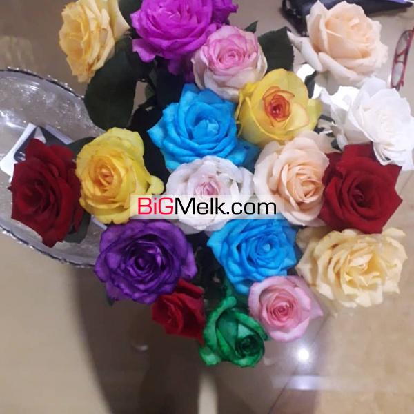 گلخانه مجهز در رباط کریم