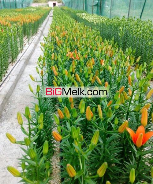 فروش گلخانه در حال کار در رشت