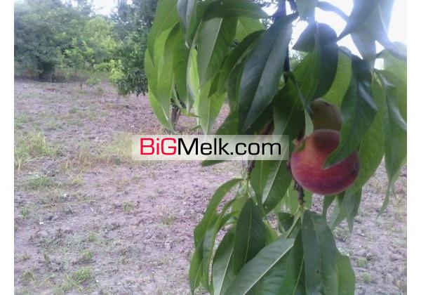 باغ مکانیزه امل4000متر | مازندران، آمل