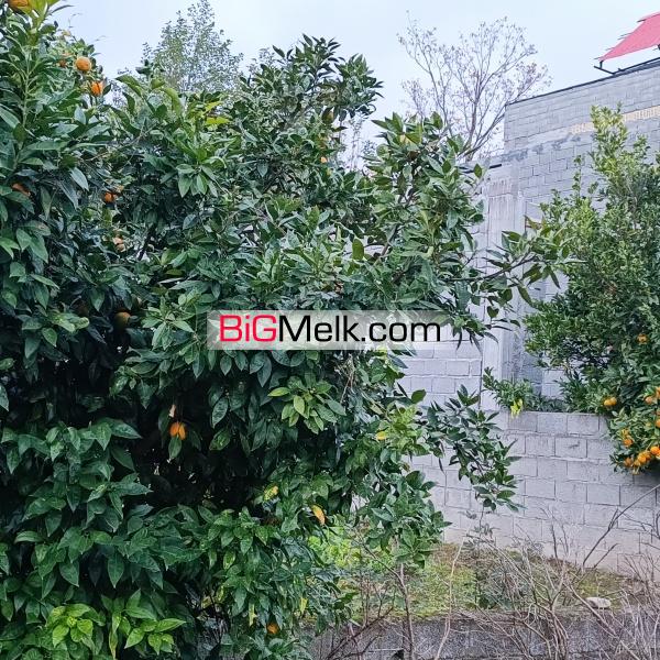 فروش ۲۰۰متر زمین در تنکابن. قلعه گردن
