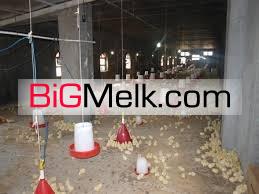 فروش زمین مرغداری اتوبان تهران ساوه