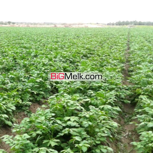 فروش زمین کشاورزی جیرفت