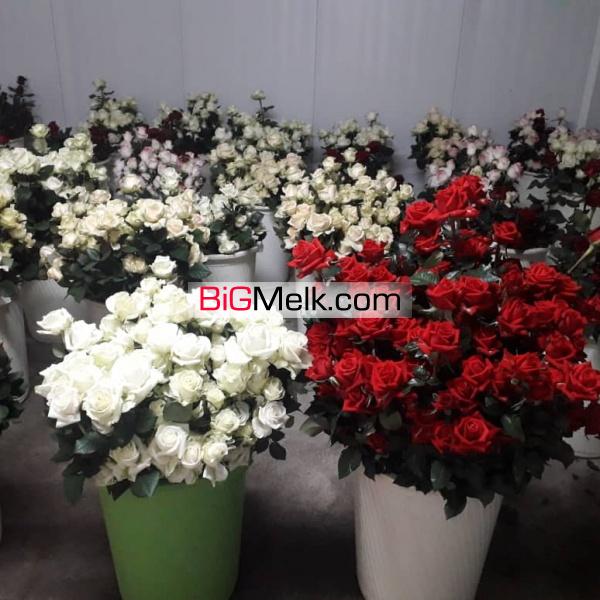 گلخانه مجهز در رباط کریم