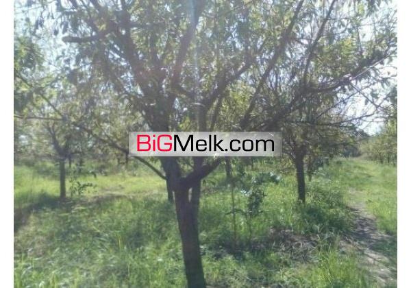 باغ مرکبات امل7000متری | آمل، امل
