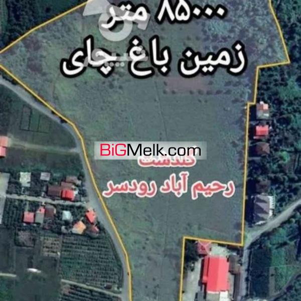 85000متز زمین باغ چای