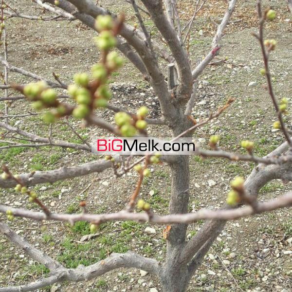 اجاره انبار در احمد آباد مستوفی