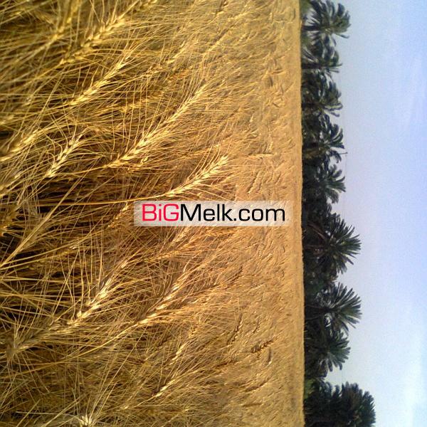 نخلستان و زمین کشاورزی