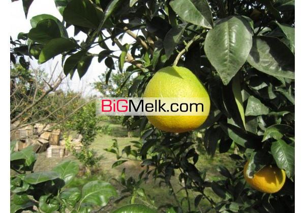 باغ مرکبات وسیاه ریشه12ساله26000متر با سندامل | مازندران، آمل
