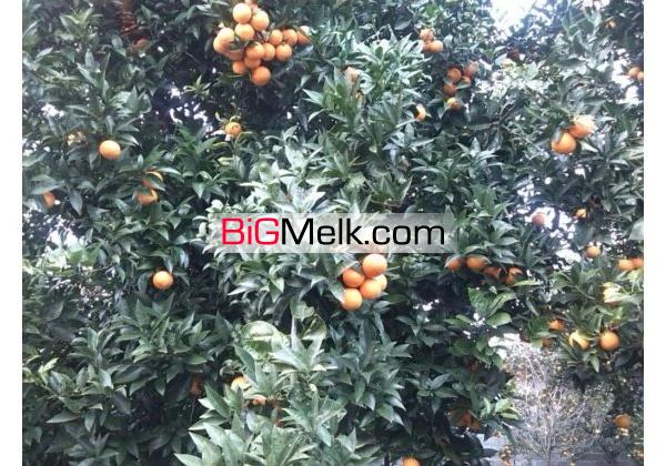 خونه باغ 3000متری | آمل، جنگلی