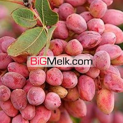 زمین ۵۰۰ هکتار سند تک برگ