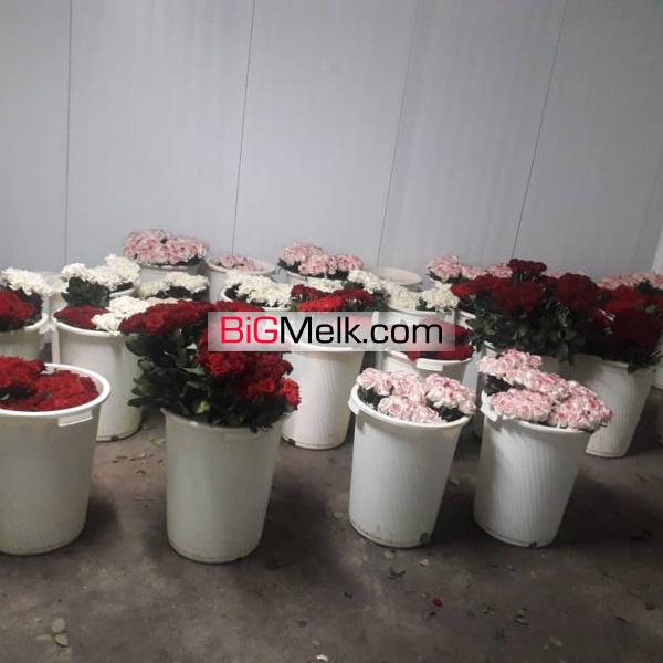 گلخانه مجهز در رباط کریم