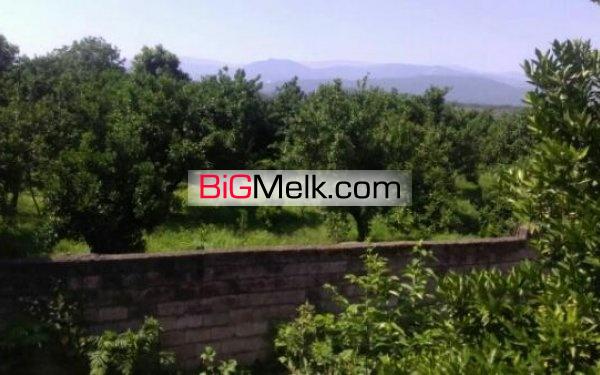 باغ مرکبات 3000متری | مازندران، آمل