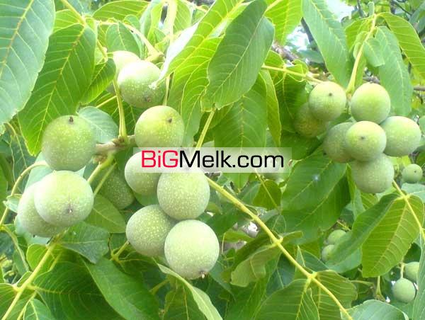 فروش باغ گردو-تهران-فیروزکوه -روستای زریندشت-باغ فروشی تهران
