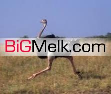 فروش مزرعه شترمرغ با کل گله و ادوات