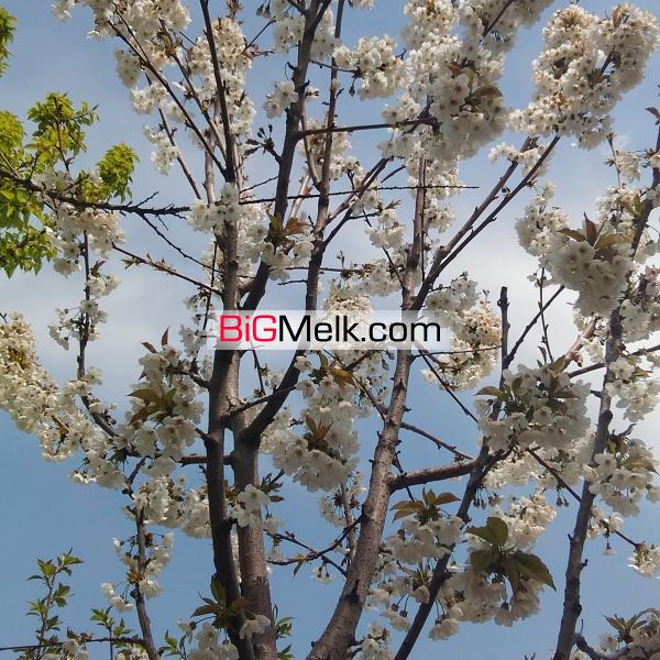 فروش باغچه طرقبه مشهد