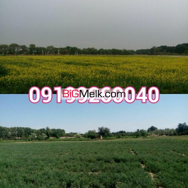 فروش 40 هکتار زمین کشاورزی