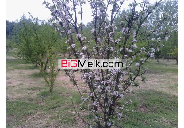 باغ مرکبات وسیاه ریشه12ساله26000متر با سندامل | مازندران، آمل