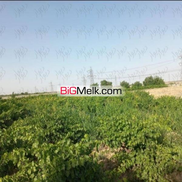 فروش باغ انگور(پول لازم)
