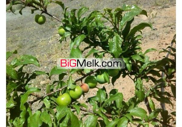فروش یا معاوضه باغ با قیمت فوق العاده7000متری