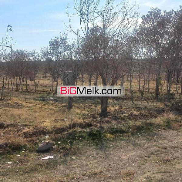 زمین 3750 متری زراعی در قزوین