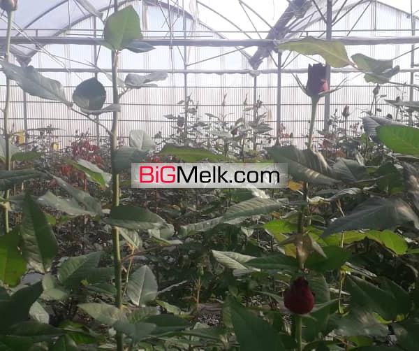 گلخانه مجهز در رباط کریم