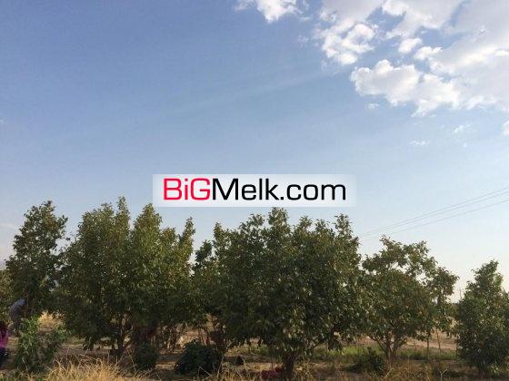8000 متر كارخانه برنجكوبي تمام اتوماتيك | شیراز، ارتش
