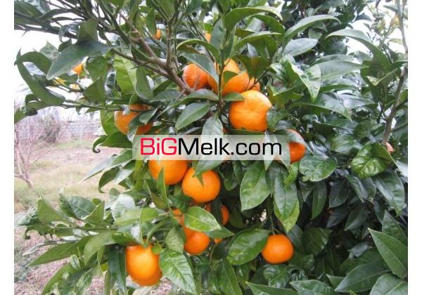 باغ مرکبات سیاه ریشه  3300متر | محمودآباد،