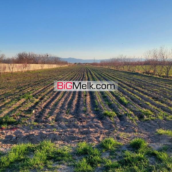 زمین کشاورزی با آب و امکانات کافی