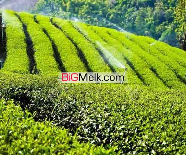 فروش زمین باغ چای20 هزارمتری