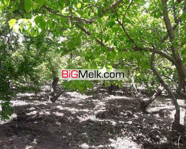 فروش 13000متر باغ با بنای قدیمی در ملارد کد1315