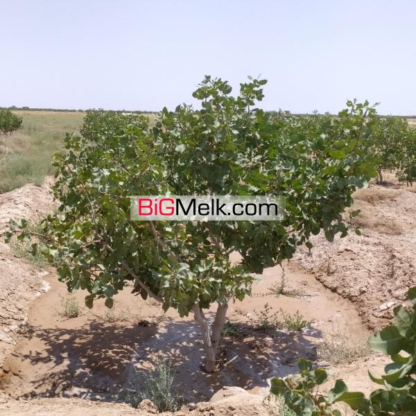 باغ پسته شرق اصفهان