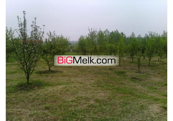 باغ مرکبات وسیاه ریشه12ساله26000متر با سندامل | مازندران، آمل
