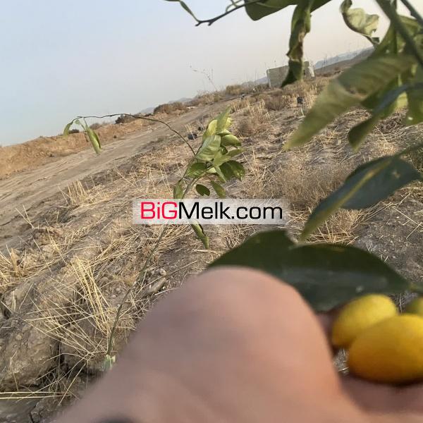 باغ و زمین کشاورزی