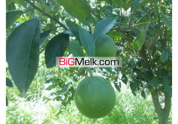 باغ مرکبات امل7000متری | آمل، امل