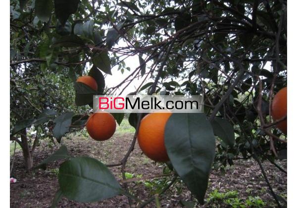باغ مرکبات وسیاه ریشه6500متر دور دیوار | محمودآباد، جاده دریا