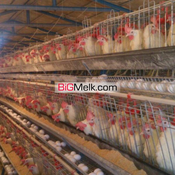 فروش کشت و صنعت صفر با تمامی امکانات گاوداری.مرغداری.شترمرغ
