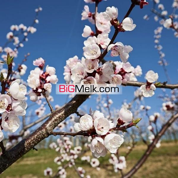 فروش زمین کشاورزی در بسطام، ۳۰۰۰ مترمربع