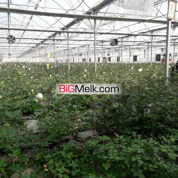 گلخانه مجهز در رباط کریم
