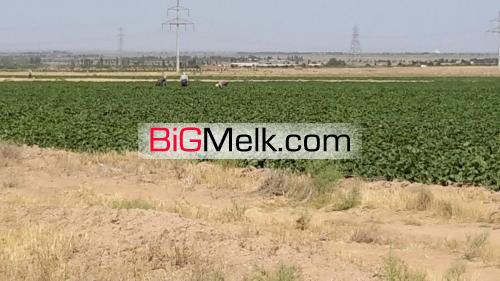 فروش زمین کشاورزی بویین زهرا