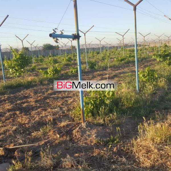 گلخانه آنتوریوم مزرعه انگور زمین کشت زعفران استخر پرورش ماهی