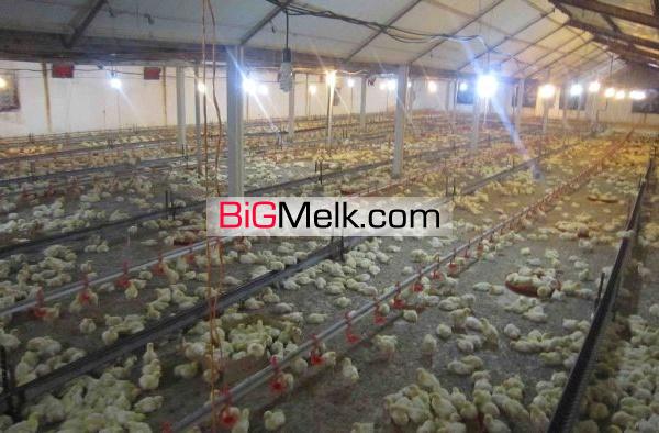 فروش مرغداری گوشتی در رشت 18000 قطعه ای