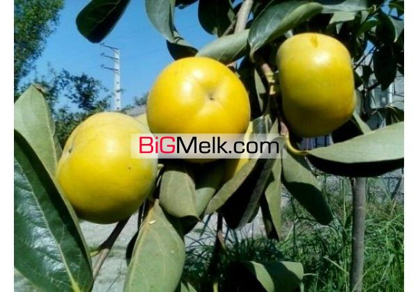 باغ مرکبات امل7000متری | آمل، امل