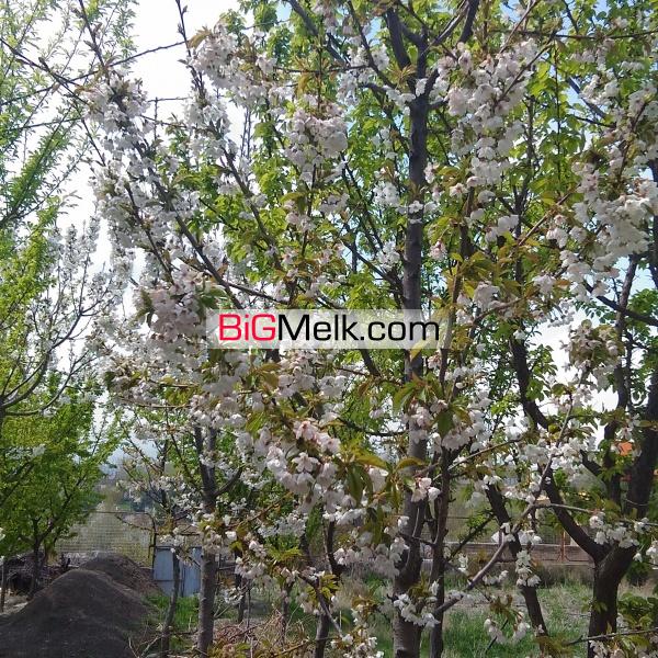 فروش باغچه طرقبه مشهد