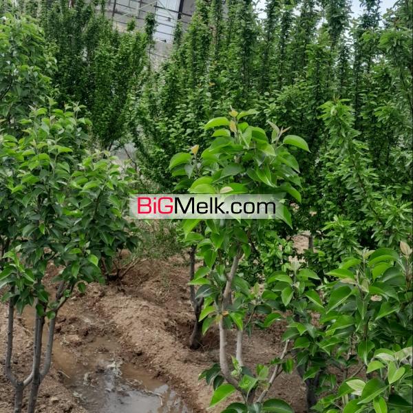 گاوداری ۱۷۰‌ راسی .با سند