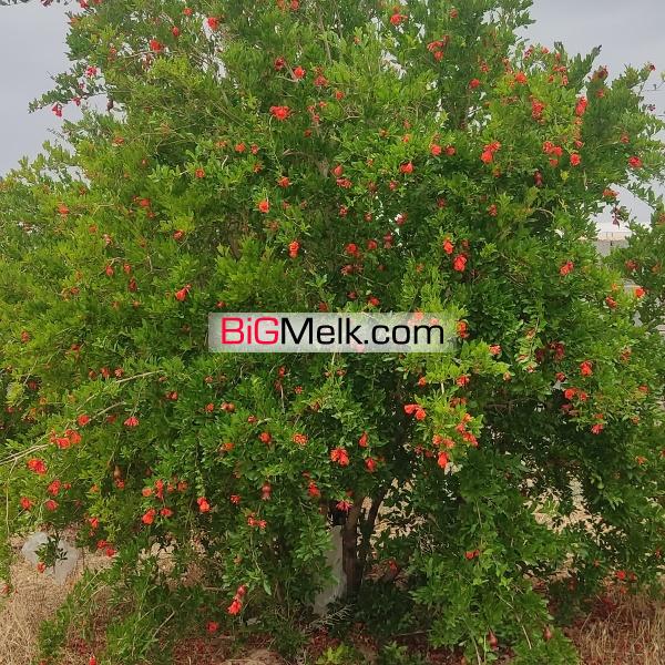 فروش گلخانه در سمنان