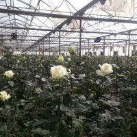 گلخانه مجهز در رباط کریم