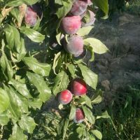 احمد آباد مستوفی - رضی آباد