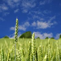 زمین کشاورزی زراعی با آب در قزوین