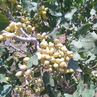 باغ پسته شرق اصفهان